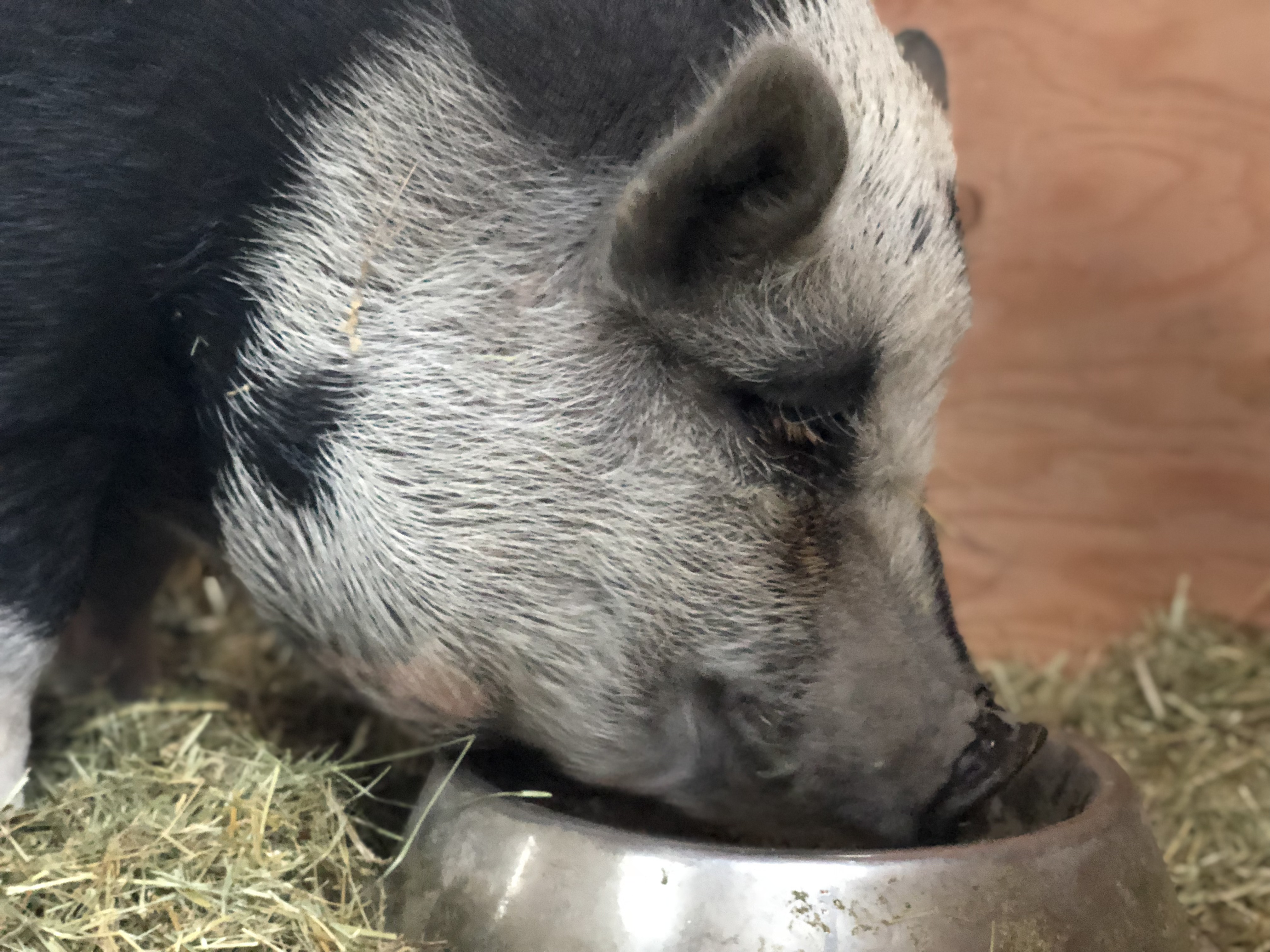 Bison and Hereford cow sharing feed