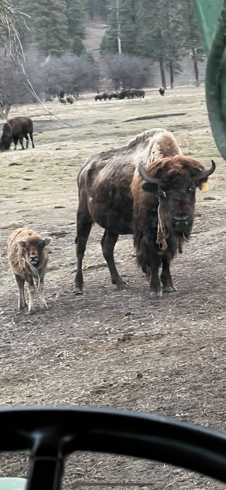 Mama bison and calf