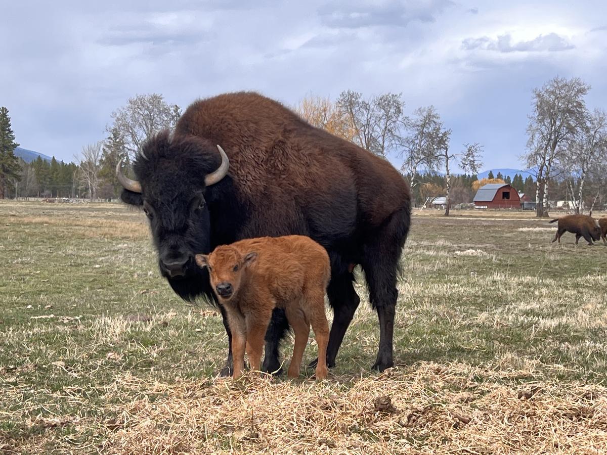 Bison herd at the barn
