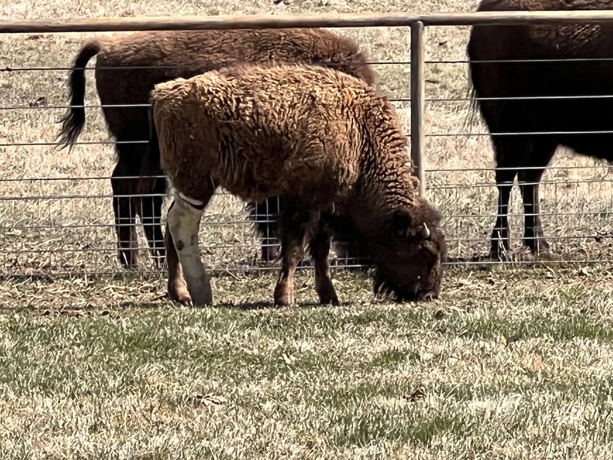 Young bison calf with leg bandage