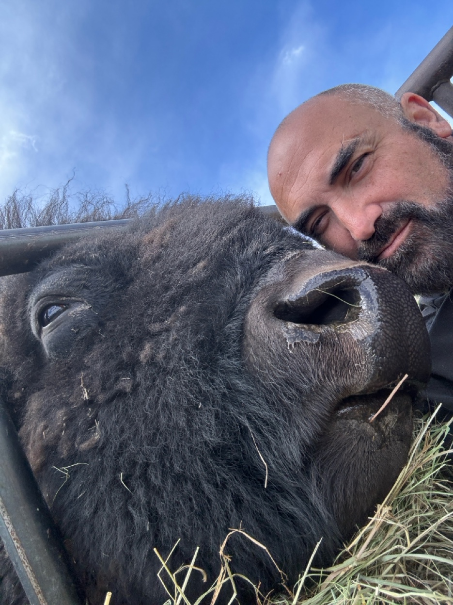 Jay and Ray the bull - the bond of trust