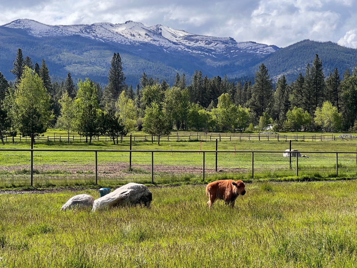 Bison calf alone in green field with snow-capped mountains