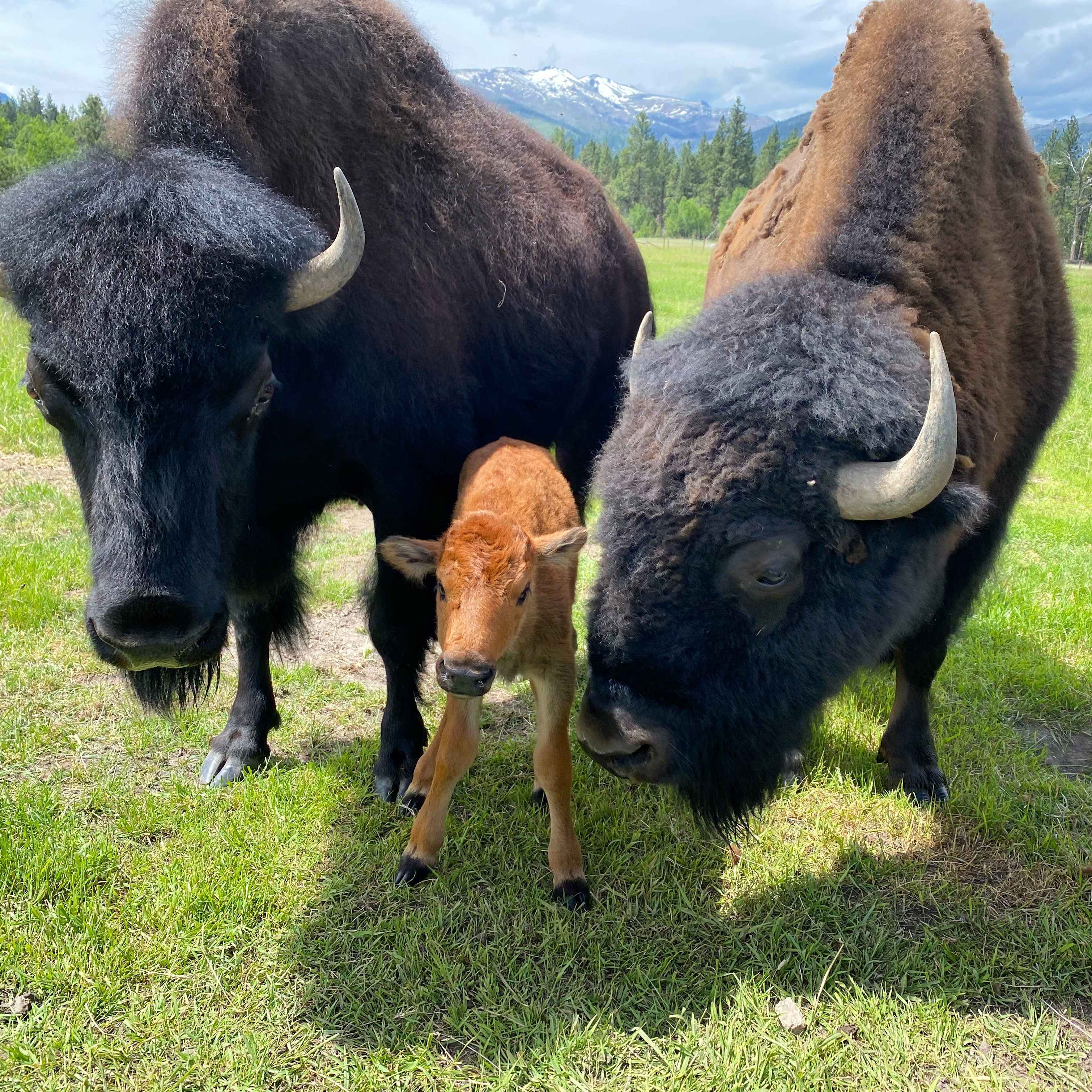 Jaysen McCleary standing beside a full-grown bison