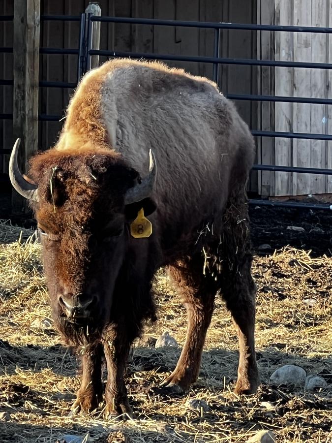 Bison portrait in golden light