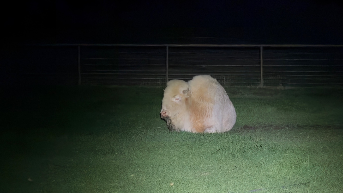 Faith the white bison resting at night