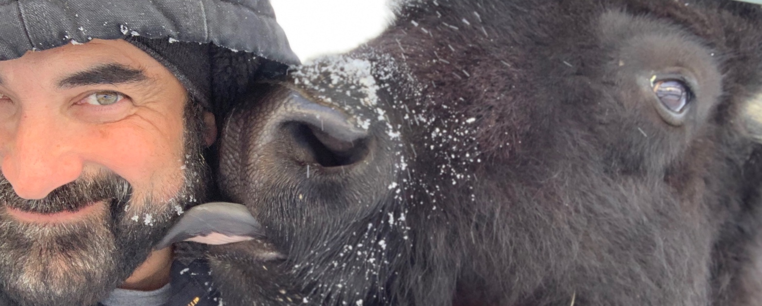Jay McCleary with Allie the bison licking his face