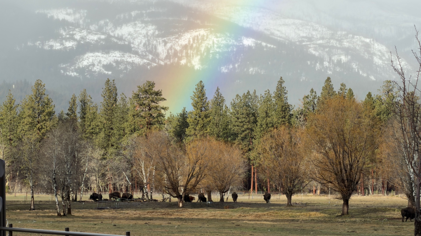 Herd among trees with rainbow and snowy mountains