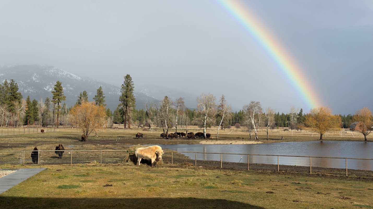 Faith and the herd with rainbow and pond